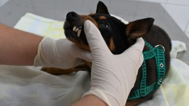 CCPAD abre agendamento de consulta veterinária nesta quinta-feira (13) – Prefeitura Municipal de Niterói