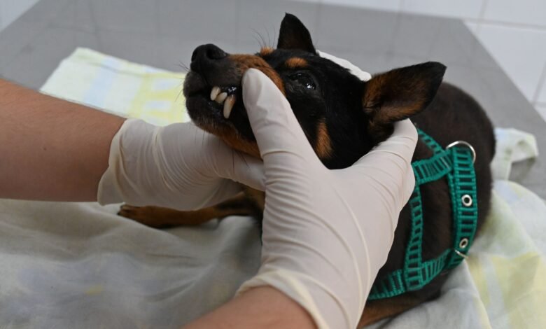 CCPAD abre agendamento de consulta veterinária nesta quinta-feira (13) – Prefeitura Municipal de Niterói
