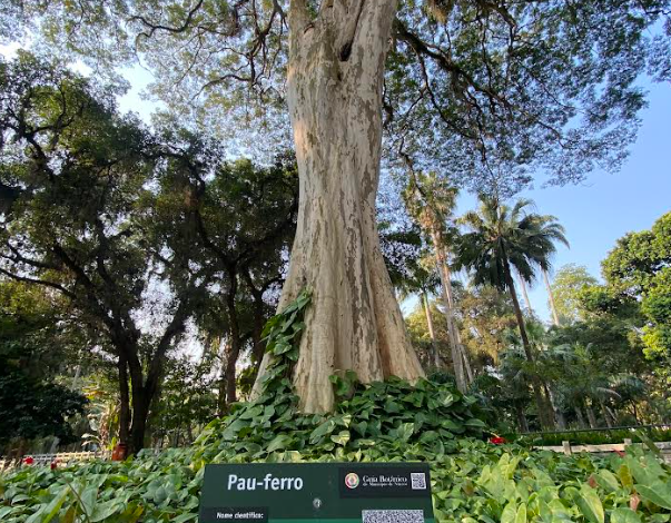 Niterói recebe selo “Cidade Árvore do Mundo” pelo quarto ano seguido – Prefeitura Municipal de Niterói