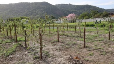 Niterói terá o maior pomar urbano do Brasil com 11 quilômetros de árvores frutíferas   – Prefeitura Municipal de Niterói