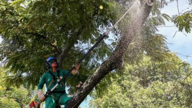 Poda de árvores interdita temporariamente a Estrada Leopoldo Fróes, em Niterói – Prefeitura Municipal de Niterói