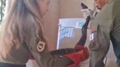 Depois de capivara em piscina e tamanduá em via pública, cobra é achada em uma máquina de lavar em Niterói  – Prefeitura Municipal de Niterói