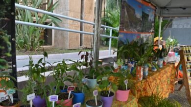 Clin comemora Dia do Meio Ambiente com exposição em frente à Prefeitura de Niterói – Prefeitura Municipal de Niterói