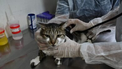 Coordenadoria Animal abre agendamento de consulta veterinária pelo Colab nesta sexta-feira (04) – Prefeitura Municipal de Niterói