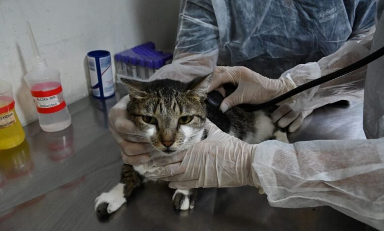 Coordenadoria Animal abre agendamento de consulta veterinária pelo Colab nesta sexta-feira (04) – Prefeitura Municipal de Niterói