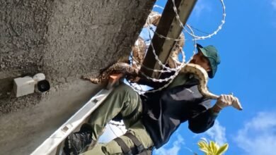 Guarda Ambiental de Niterói resgata jiboia de 3 metros em muro de casa em Várzea das Moças – Prefeitura Municipal de Niterói
