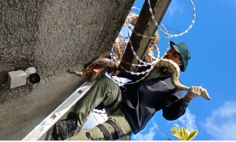 Guarda Ambiental de Niterói resgata jiboia de 3 metros em muro de casa em Várzea das Moças – Prefeitura Municipal de Niterói
