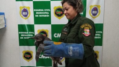 Guarda Ambiental de Niterói resgata pinguim na Praia de Icaraí – Prefeitura Municipal de Niterói