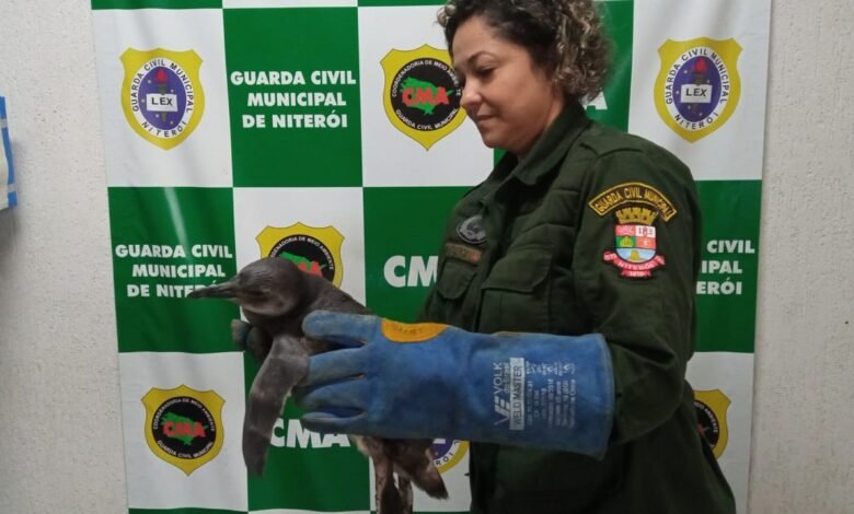 Guarda Ambiental de Niterói resgata pinguim na Praia de Icaraí – Prefeitura Municipal de Niterói