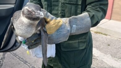 Niterói recebe pinguins vindos da Patagônia durante o inverno – Prefeitura Municipal de Niterói