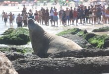 elefante-marinho aparece em Piratininga e encanta banhistas – Prefeitura Municipal de Niterói