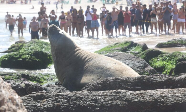 elefante-marinho aparece em Piratininga e encanta banhistas – Prefeitura Municipal de Niterói
