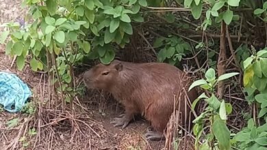 Capivara resgatada pela Guarda Municipal de Niterói foi reintegrada em área de Proteção Ambiental – Prefeitura Municipal de Niterói