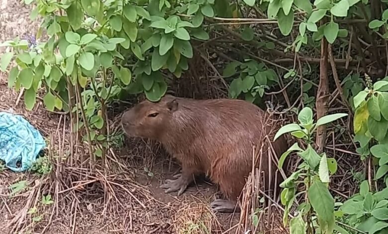 Capivara resgatada pela Guarda Municipal de Niterói foi reintegrada em área de Proteção Ambiental – Prefeitura Municipal de Niterói