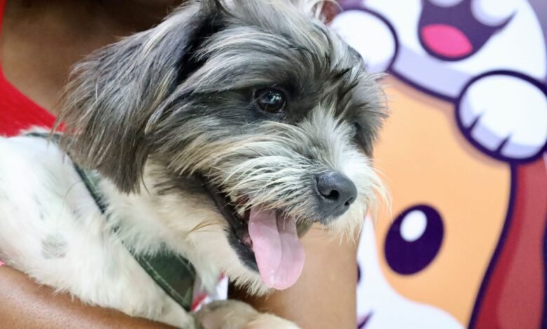 Coordenadoria de Direitos dos Animais agenda consulta veterinária pelo Colab nesta sexta-feira (29) – Prefeitura Municipal de Niterói