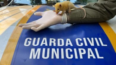 Gambá bebê é resgatado pela Guarda Municipal de Niterói  – Prefeitura Municipal de Niterói