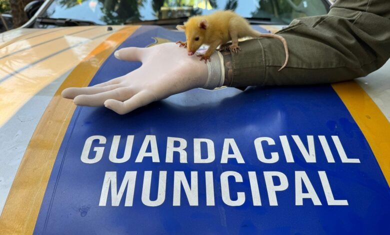 Gambá bebê é resgatado pela Guarda Municipal de Niterói  – Prefeitura Municipal de Niterói