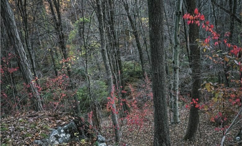 MAC Niterói inaugura exposição individual de Edo Costantini – Prefeitura Municipal de Niterói