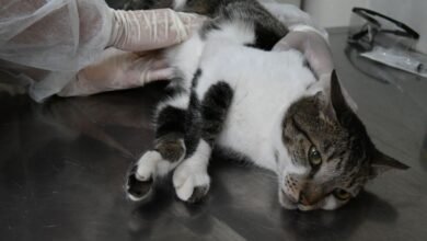 Prefeitura de Niterói oferece tratamento gratuito contra fungo que atinge gatos – Prefeitura Municipal de Niterói