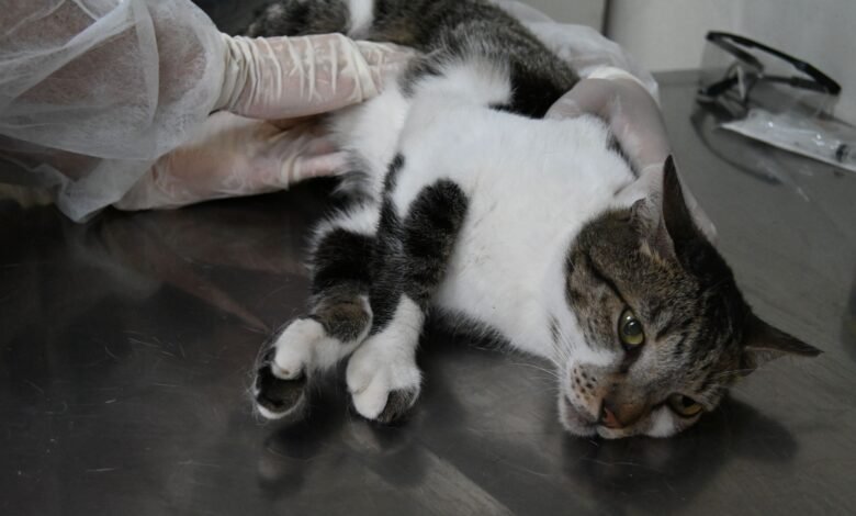 Prefeitura de Niterói oferece tratamento gratuito contra fungo que atinge gatos – Prefeitura Municipal de Niterói