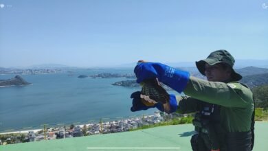 Gavião Carcará Branco é resgatado e devolvido à natureza após reabilitação – Prefeitura Municipal de Niterói