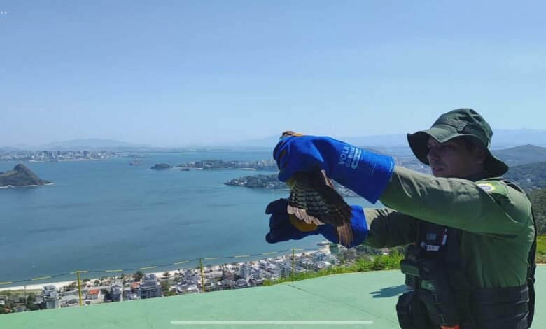Gavião Carcará Branco é resgatado e devolvido à natureza após reabilitação – Prefeitura Municipal de Niterói