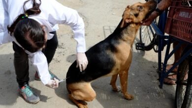 Niterói inicia Campanha de Vacinação Antirrábica Animal no sábado (4) – Prefeitura Municipal de Niterói