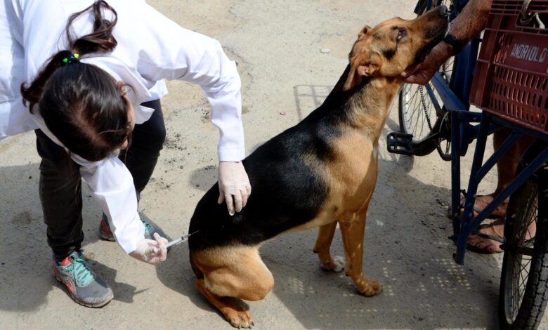 Niterói inicia Campanha de Vacinação Antirrábica Animal no sábado (4) – Prefeitura Municipal de Niterói
