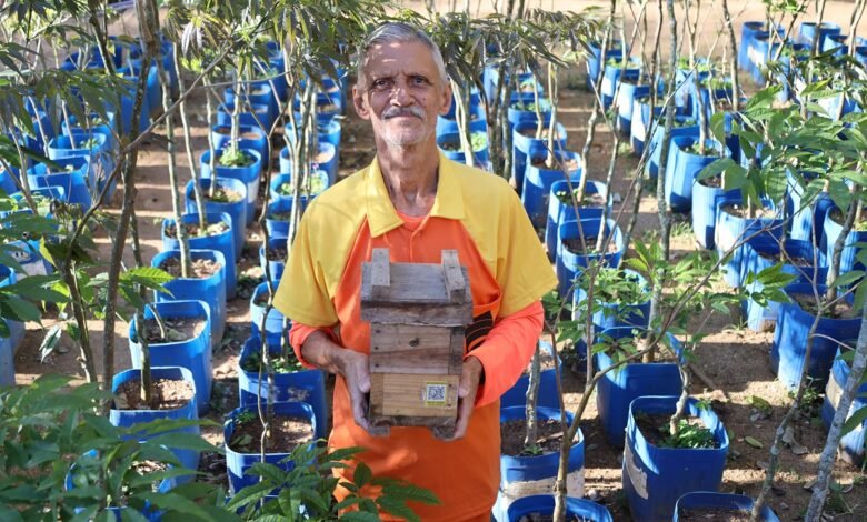 Prefeitura de Niterói usa abelhas sem ferrão para impulsionar reflorestamento na cidade – Prefeitura Municipal de Niterói