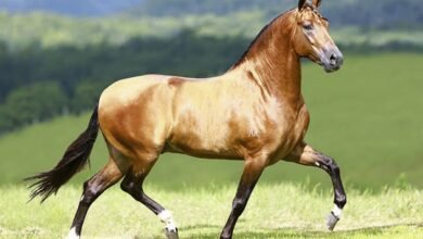 Niterói recebe a II Copa Oficial de Marcha e o Poeirão – Prefeitura Municipal de Niterói