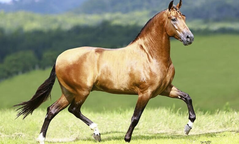 Niterói recebe a II Copa Oficial de Marcha e o Poeirão – Prefeitura Municipal de Niterói