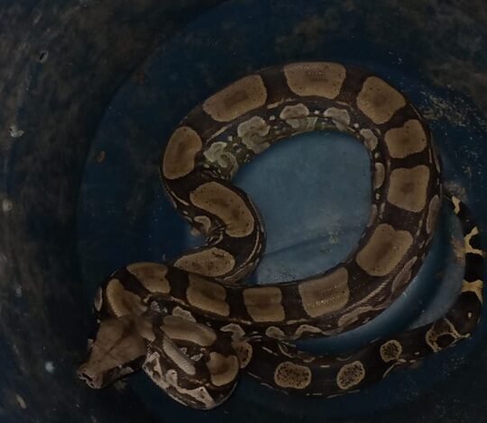 Guarda Ambiental da Prefeitura de Niterói resgata jiboia em Itaipu – Prefeitura Municipal de Niterói