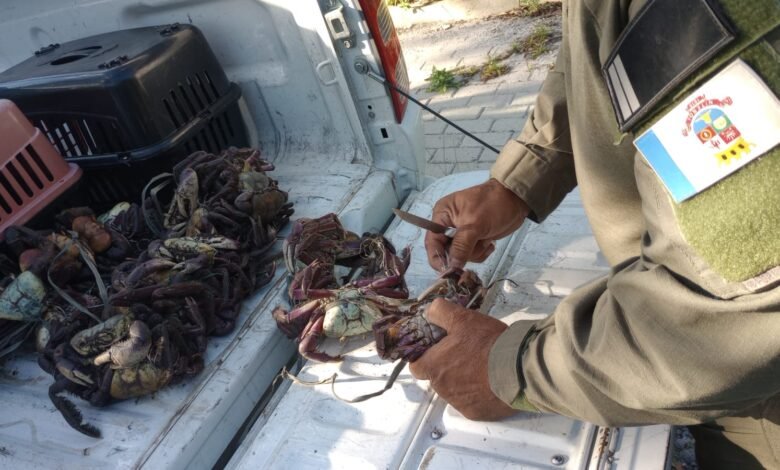 Guarda Ambiental da Prefeitura de Niterói apreende cerca de 50 caranguejos comercializados irregularmente na Praia de Itaipu