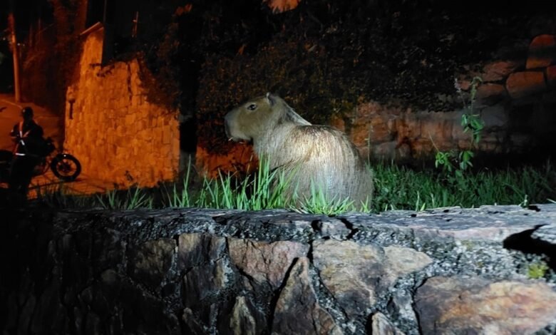 Guarda Municipal de Niterói resgata capivara e jiboia de 2,5 metros em ações ambientais – Prefeitura Municipal de Niterói