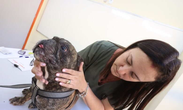 Prefeitura de Niterói oferece serviços veterinários gratuitos no Fonseca – Prefeitura Municipal de Niterói