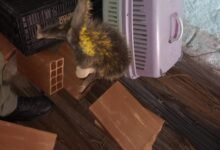 Guarda Ambiental de Niterói resgata ouriço-cacheiro no bairro de Itaipú – Prefeitura Municipal de Niterói