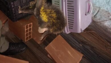 Guarda Ambiental de Niterói resgata ouriço-cacheiro no bairro de Itaipú – Prefeitura Municipal de Niterói