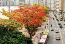 Niterói recebe selo internacional de arborização urbana pelo quinto ano seguido – Prefeitura Municipal de Niterói