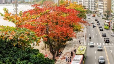 Niterói recebe selo internacional de arborização urbana pelo quinto ano seguido – Prefeitura Municipal de Niterói