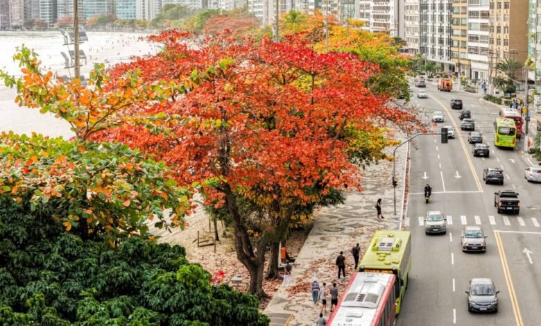 Niterói recebe selo internacional de arborização urbana pelo quinto ano seguido – Prefeitura Municipal de Niterói