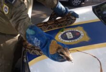 Guarda Ambiental resgata cobra de 2,5 metros na Região Oceânica de Niterói – Prefeitura Municipal de Niterói