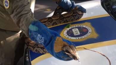 Guarda Ambiental resgata cobra de 2,5 metros na Região Oceânica de Niterói  – Prefeitura Municipal de Niterói