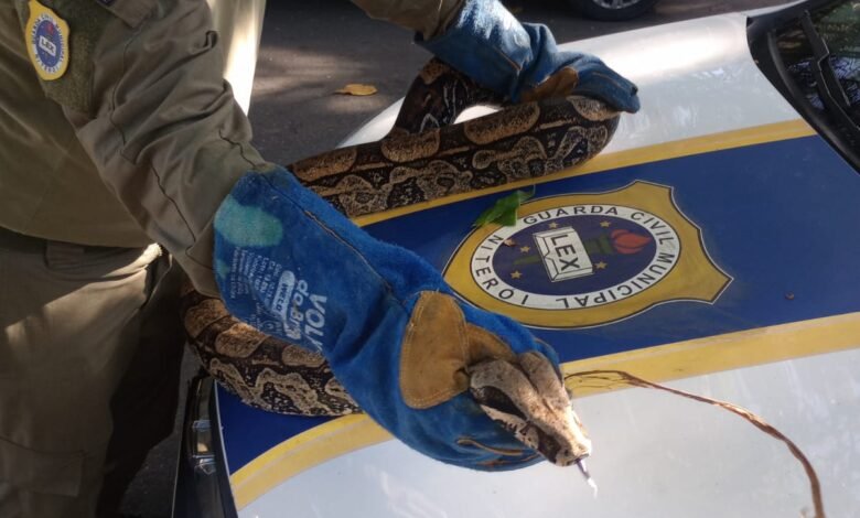 Guarda Ambiental resgata cobra de 2,5 metros na Região Oceânica de Niterói  – Prefeitura Municipal de Niterói