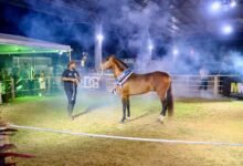 Leilão reúne criadores e amantes do Mangalarga Marchador no Parque Rural de Niterói – Prefeitura Municipal de Niterói