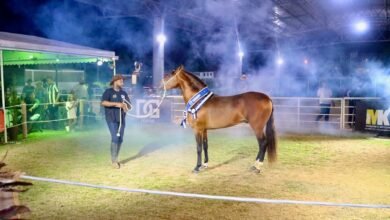 Leilão reúne criadores e amantes do Mangalarga Marchador no Parque Rural de Niterói – Prefeitura Municipal de Niterói