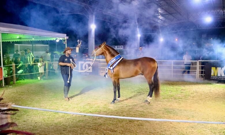 Leilão reúne criadores e amantes do Mangalarga Marchador no Parque Rural de Niterói – Prefeitura Municipal de Niterói