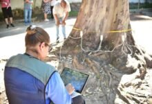 Tomografia é usada em árvores com risco em Niterói e reforça segurança urbana – Prefeitura Municipal de Niterói