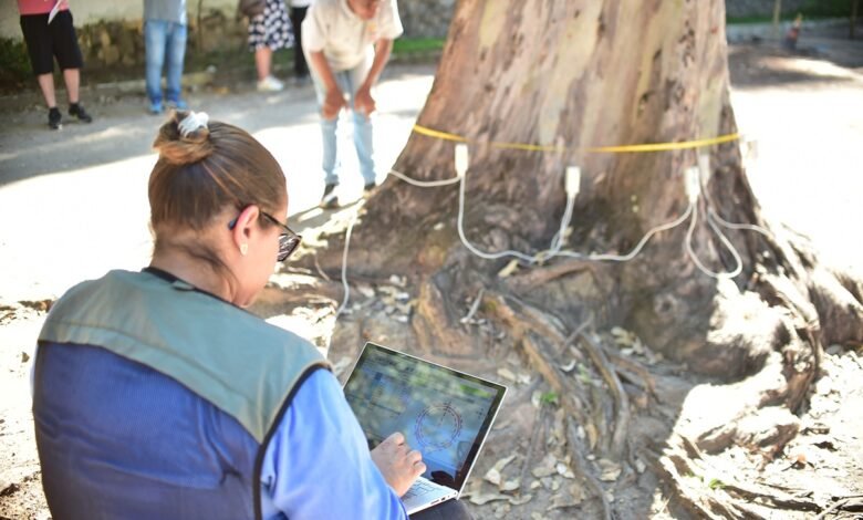 Tomografia é usada em árvores com risco em Niterói e reforça segurança urbana – Prefeitura Municipal de Niterói
