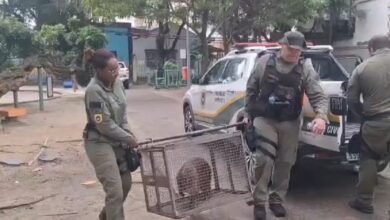 Guarda Municipal de Niterói reintegra capivara resgatada em área de proteção ambiental – Prefeitura Municipal de Niterói