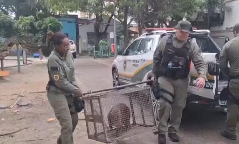 Guarda Municipal de Niterói reintegra capivara resgatada em área de proteção ambiental – Prefeitura Municipal de Niterói